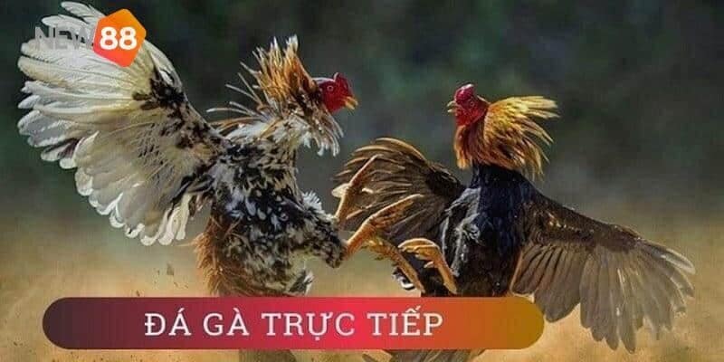 Điều khoản điều kiện đá gà trực tuyến thu hút người chơi