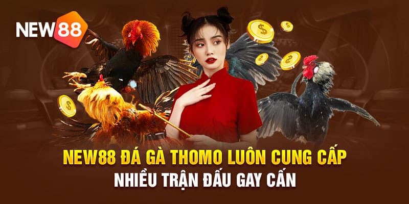 Sơ lược về đá gà tại nhà cái New88