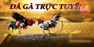 Trận đá gà 24 tỷ còn được hiểu ra làm sao